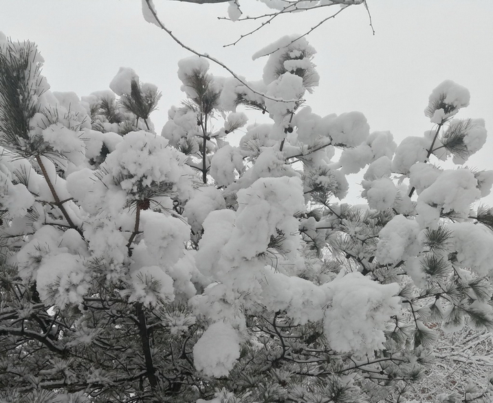 2020新年第一场雪后.....